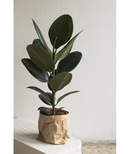 Ficus robusta