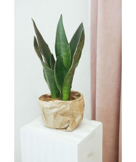 Sansevieria zeylanica (tchýnin jazyk)