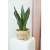 Sansevieria zeylanica (tchýnin jazyk)