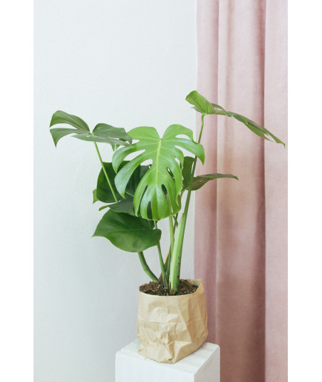 Monstera deliciosa